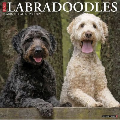 Labradoodles 2027 Calendar