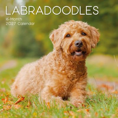 Labradoodles 2027 Calendar