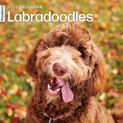 Labradoodles 2027 Calendar