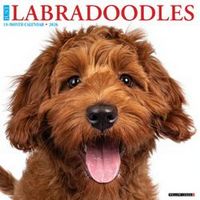 Labradoodles 2026 Calendar