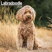 Labradoodles 2026 Calendar