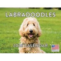 Labradoodles 2026 Calendar