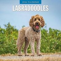 Labradoodles 2026 Calendar