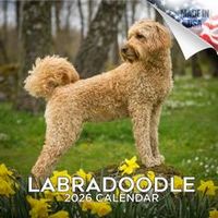 Labradoodles 2026 Calendar