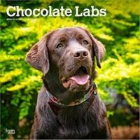 Chocolate Labs 2026 Calendar