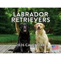 Labrador Retrievers 2026 Calendar