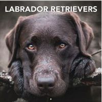 Labrador Retreivers Photo 2026 Wall Calendar