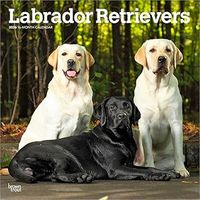 Labrador Retrievers 2026 Calendar