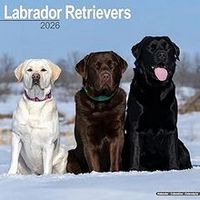 Labrador Retreivers Photo 2026 Wall Calendar