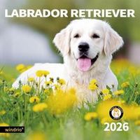Labrador Retrievers 2026 Wall Calendar