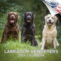 Labrador Retrievers 2026 Wall Calendar