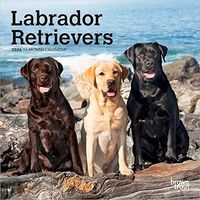 Labrador Retrievers 2026 Wall Calendar