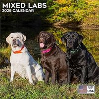 Labrador Retrievers 2026 Wall Calendar