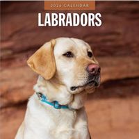 Labrador Retrievers 2026 Wall Calendar