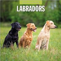 Labrador Retrievers 2026 Wall Calendar