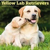 Yellow Lab Retrievers 2026 Wall Calendar