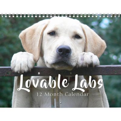 Lovable Labrador Retriever Dog Calendar