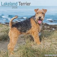 Lakeland Terrier 2025 Calendar