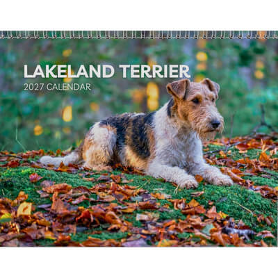 Lakeland Terrier 2027 Wall Calendar