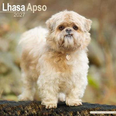Lhasa Apso 2027 Wall Calendar