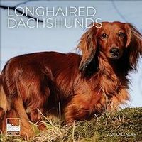 Longhaired Dachshunds 2026 Wall Calendar