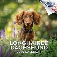 Longhaired Dachshunds 2026 Wall Calendar