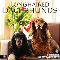 Longhaired Dachshunds 2026 Wall Calendar