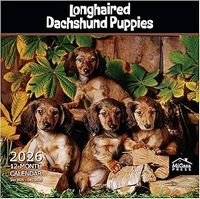 Longhaired Dachshund Puppies 2026 Wall Calendar