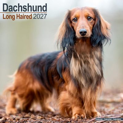 Longhaired Dachshunds 2027 Wall Calendar