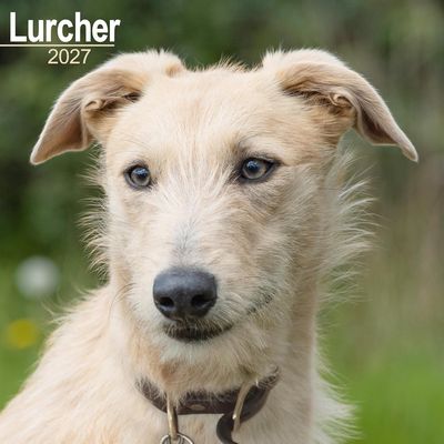 Lurcher 2027 Wall Calendar