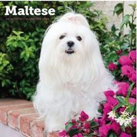 Maltese 2026 Calendar