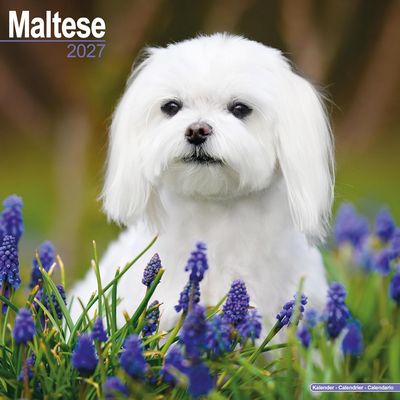 Maltese 2027 Calendar
