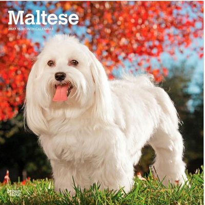 Maltese 2027 Calendar