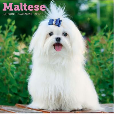 Maltese 2027 Calendar