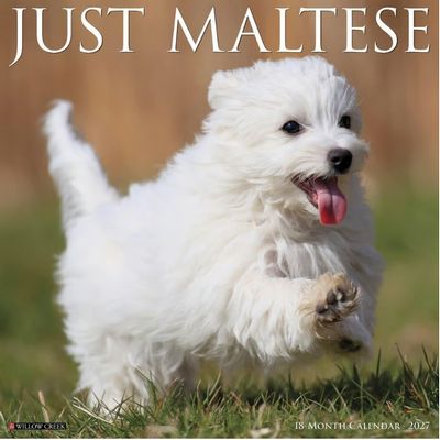 Just Maltese 2027 Calendar