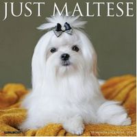 Just Maltese 2026 Calendar