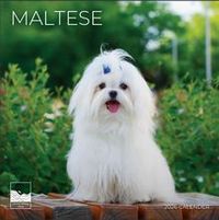 Maltese 2026 Calendar