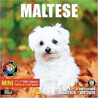Maltese 2026 Mini Wall Calendar