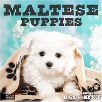 Maltese Puppies 2026 Wall Calendar