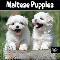 Maltese Puppies 2026 Wall Calendar