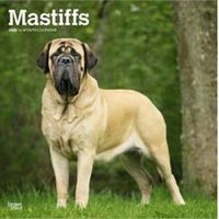 Mastiff 2026 Calendar