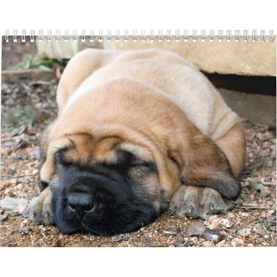 Sleeping Mastiff 2027 Calendar