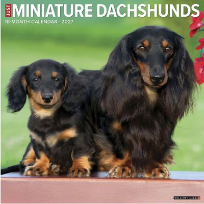 Miniature Dachshunds 2027 Calendar