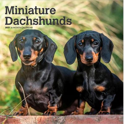 Miniature Dachshunds 2027 Calendar