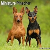 Miniature Pinscher 2026 Calendar