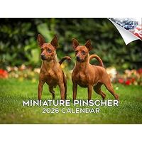 Miniature Pinscher 2026 Calendar