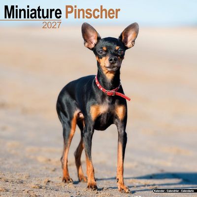 Miniature Pinschers 2027 Calendar