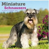 Miniature Schnauzers 2026 Calendar