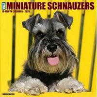 Just Miniature Schnauzers 2026 Calendar