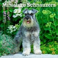 Miniature Schnauzers 2026 Calendar